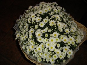 Flores no cachepo-Anjo