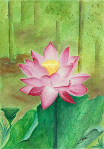 Lotus no jardim