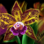 Orquídea em destaque
