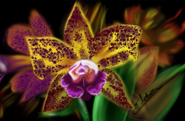 Orquídea em destaque