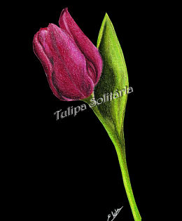 Tulipa solitária