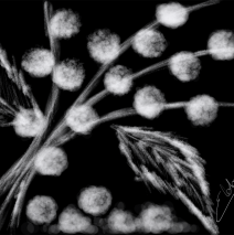 Flores noturnas – arte em preto e branco